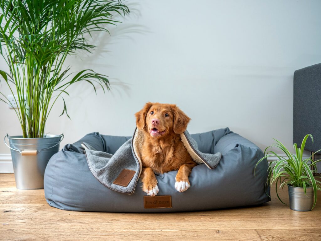 Dog laying on a dog bed with a plant in the background